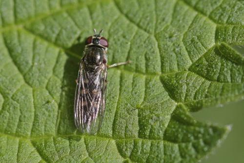 Réf. 281 674 : Platycheirus sp.